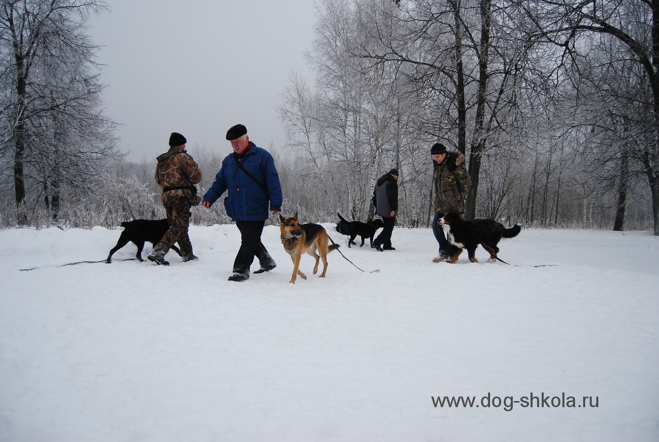 Школа дрессировки собак Москва